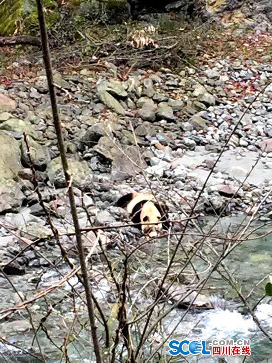 四川芦山再现野生大熊猫踪迹 河边喝水被拍下(视频)