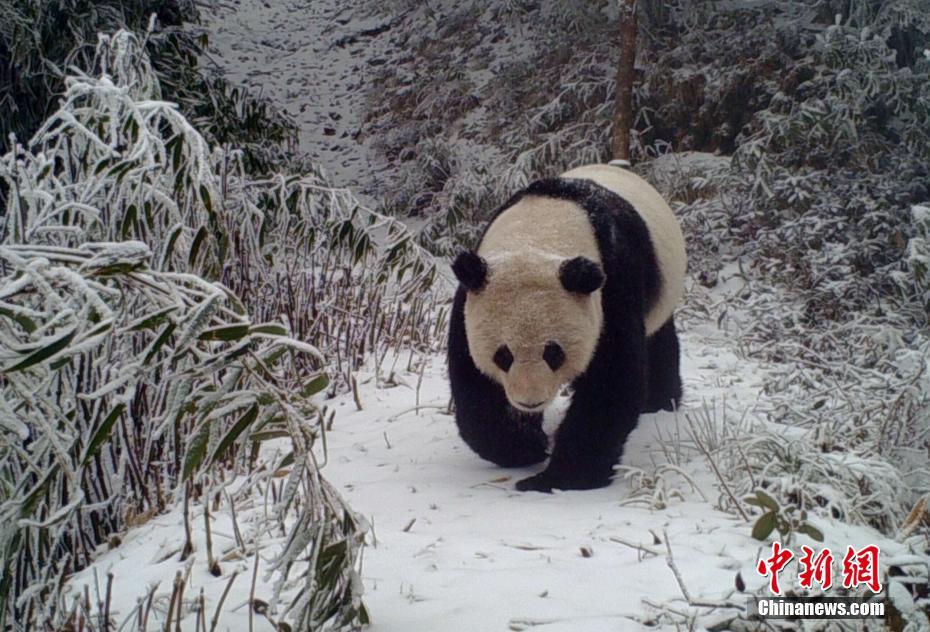 红外相机在四川马边拍到野生大熊猫