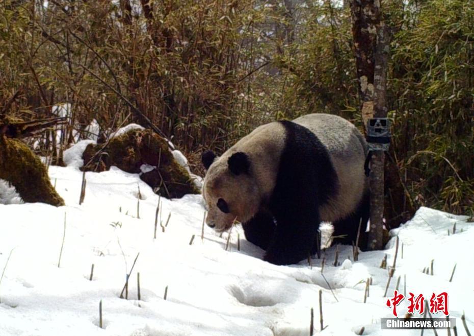 红外相机在四川马边拍到野生大熊猫