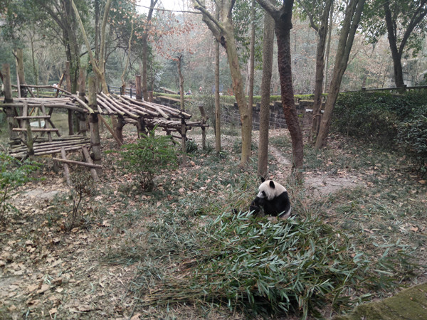【网络媒体走转改】四川成都大熊猫繁育基地倾心打造熊猫文化