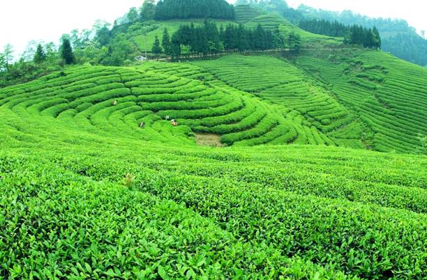 全球茶行业领导、专家支招宜宾茶：严把质量安全，加强海外推广