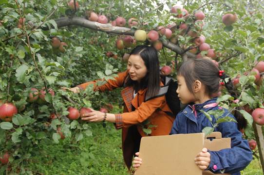 四川阿坝州小金县举行第三届苹果采摘节