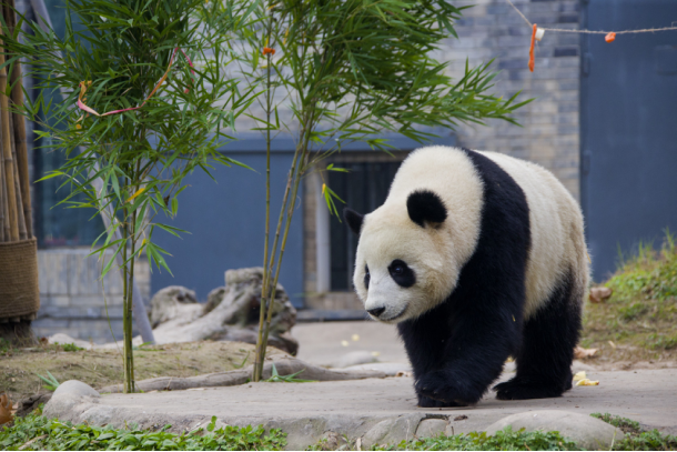 海归大熊猫“暖暖”安家都江堰 获全球首张大熊猫身份证