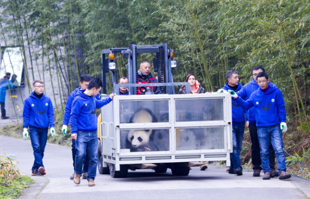 大熊猫“华豹”“金宝宝”赴芬兰开展科研合作
